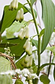 SPRING BOUQUET DETAIL WITH POLYGONATUM MULTIFLORUM