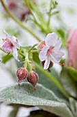 PAEONIA ARRANGEMENT DETAIL WITH GERANIUM SPESSART AND STACHYS