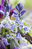 SPRING BOUQUET IN SILVER VASE DETAIL WITH HYACINTHOIDES