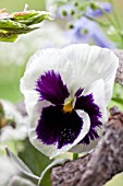 SPRING BOUQUET IN SILVER VASE DETAIL WITH VIOLA