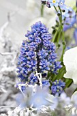 WREATH IN BLUE AND WHITE DETAIL WITH MUSCARI