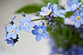 WREATH IN BLUE AND WHITE DETAIL WITH MYOSOTIS
