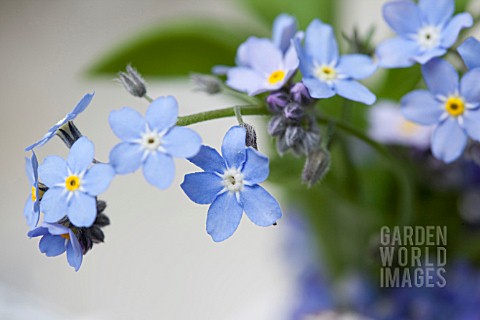 WREATH_IN_BLUE_AND_WHITE_DETAIL_WITH_MYOSOTIS