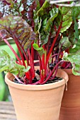 CONTAINER WITH BETA VULGARIS SSP. VULGARIS