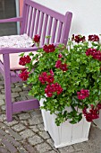 PELARGONIUM BARBE BLUE AND BENCH