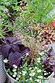 CONTAINERS WITH ANNUALS - BACOPA, CAREX, IPOMOEA, COSMOS