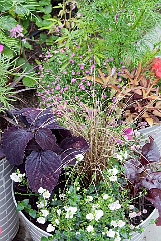 CONTAINERS_WITH_ANNUALS__BACOPA_CAREX_IPOMOEA_COSMOS