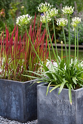 CONTAINERS_WITH_IMPERATA_CYLINDRICA_RED_BARON_AND_AGAPANTHUS_AFRICANUS_ALBUS