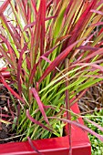 CONTAINER WITH IMPERATA CYLINDRICA RED BARON