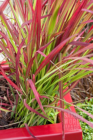 CONTAINER_WITH_IMPERATA_CYLINDRICA_RED_BARON