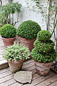 CONTAINERS WITH BUXUS