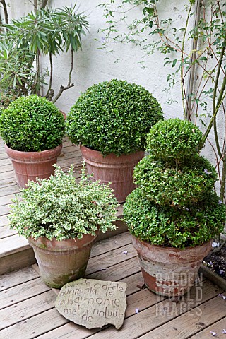 CONTAINERS_WITH_BUXUS