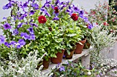 CONTAINERS WITH PETUNIA, DAHLIA, TRACHYCARPUS, HELICHRYSUM ON BENCH