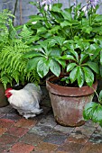 FEATURE LAVANDEE  CHICKEN AND CONTAINER WITH HELLEBORUS