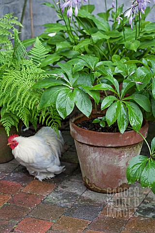 FEATURE_LAVANDEE__CHICKEN_AND_CONTAINER_WITH_HELLEBORUS