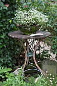 FEATURE LAVANDULA TABLE WITH CONTAINER, EUPHORBIA DIAMOND FROST