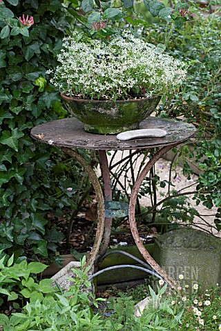 FEATURE_LAVANDULA_TABLE_WITH_CONTAINER_EUPHORBIA_DIAMOND_FROST