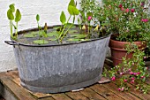 FEATURE LAVANDEE  SMALL POND IN ZINC TUB
