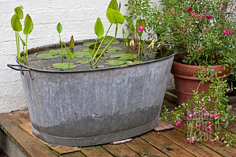 FEATURE_LAVANDEE__SMALL_POND_IN_ZINC_TUB