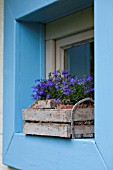 FEATURE LAVANDEE  BLUE WINDOW-SILL WITH LOBELIA