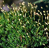 POLYTRICHUM COMMUNE