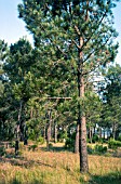 PINUS MARITIMA, (WILD MARITIME PINE FOREST)