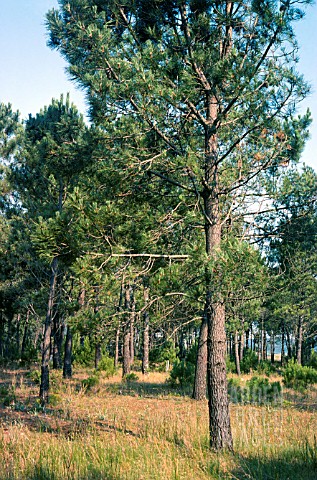 PINUS_MARITIMA_WILD_MARITIME_PINE_FOREST