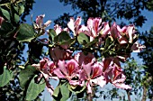 BAUHINIA ORCHID TREE WITH PINK FLOWERS ALONG THE BRANCHES AND BLUE SKY BEHIND.