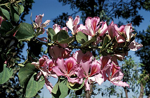 _BAUHINIA_ORCHID_TREE_WITH_PINK_FLOWERS_ALONG_THE_BRANCHES_AND_BLUE_SKY_BEHIND