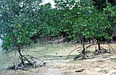 MANGROVE SWAMP OF BINTANG ISLAND