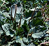 PLANTAGO MAJOR, (GREATER PLANTAIN)