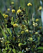 TRIFOLIUM DUBIUM, (LESSER TREFOIL)