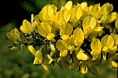 ULEX EUROPAEUS, (IRISH GORSE), SHOWING YELLOW FLOWERS