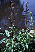 SCROPHULARIA AQUATICA, SYN. SCROPHULARIA AURICULATA