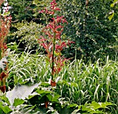 RHEUM PALMATUM VAR. TANGUTICUM