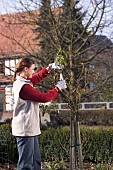 PRUNING STANDARD ROSE