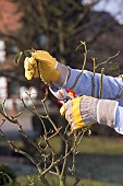 PRUNING STANDARD ROSE