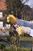 PRUNING STANDARD ROSE