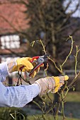 PRUNING STANDARD ROSE