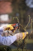 PRUNING STANDARD ROSE