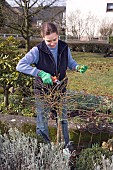 PRUNING STANDARD ROSE Restriction:( English Speaking Territories Only)