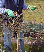 PRUNING STANDARD ROSE