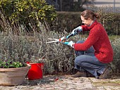 TRIMMING LAVANDULARestriction:( English Speaking Territories Only)