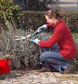 TRIMMING LAVANDULARestriction:( English Speaking Territories Only)