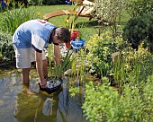 PLANTING UP POND WIH PLANTS, WATER GARDEN MAINTENANCE WORKS.