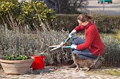 TRIMMING LAVANDULA