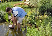 PLANTING UP POND WIH PLANTS, WATER GARDEN MAINTENANCE WORKS.