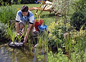 PLANTING UP POND WIH PLANTS, WATER GARDEN MAINTENANCE WORKS.