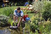 PLANTING UP POND WIH PLANTS, WATER GARDEN MAINTENANCE WORKS.