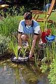 PLANTING UP POND WIH PLANTS, WATER GARDEN MAINTENANCE WORKS.